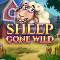 Sheep Gone Wild